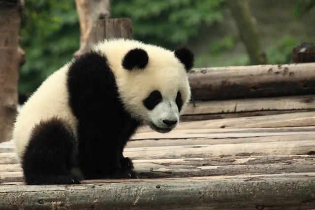 Chengdu Research Base of Giant Panda Breeding in Chengdu
