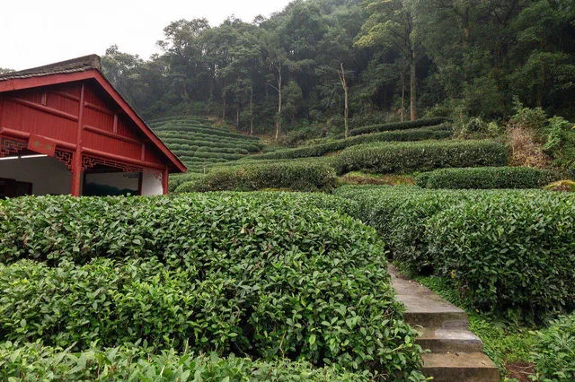 Longjing Tea Villages in Hangzhou